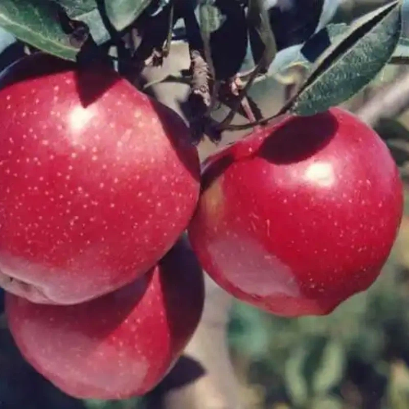 Προμηθευτής China Factory Shandong Fresh Apple